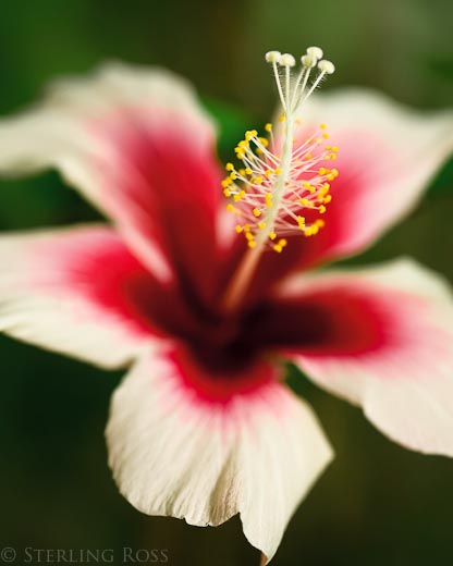 Royal Hawaiian - Fine Art Photography of a Hibiscus