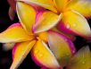 Refresh - Hawaiian Plumerias in Full Bloom